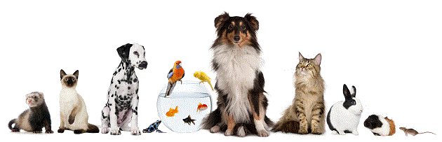 Pets1