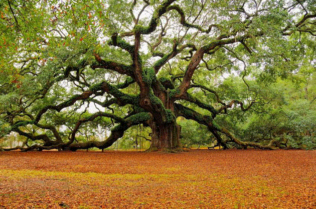 albero