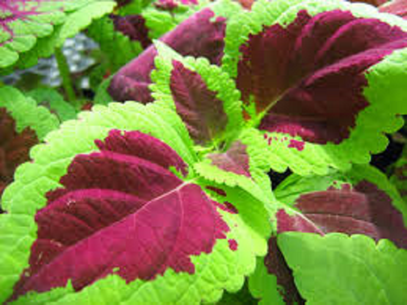 Coleus